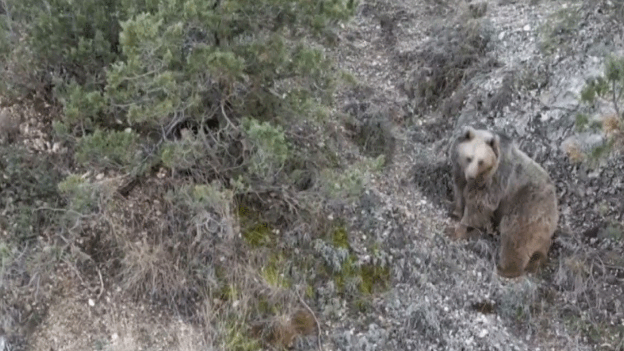 Ayılar ayçiçek tarlasına dadandı, Erzincanlı çiftçi perişan
