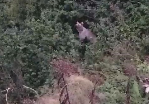 Ayılar fındık bahçesinde keyif yaptı