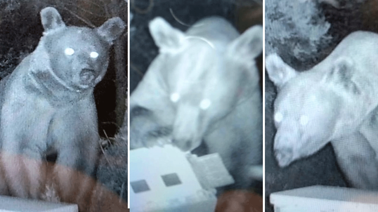 Ayılar kovanlara dadandı, üreticiler bıktı: 1 yıllık emeğin hepsini yediler!