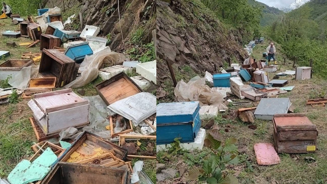 Ayılar ortalığı savaş alanına çevirdi