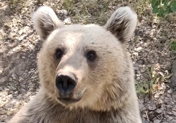 Ayılar vatandaşlara böyle saldırdı