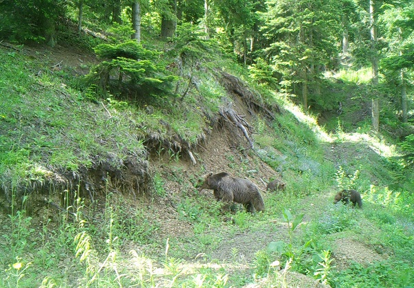 Ayılar yerleşim yerlerine neden iniyor?