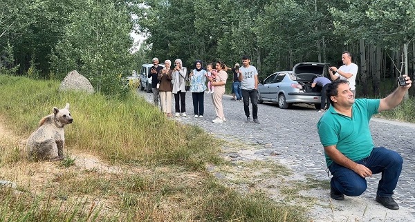 Ayılara cips verip canlarını tehlikeye attılar