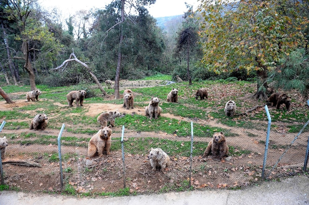 Ayıları kış uykusu tutmadı 