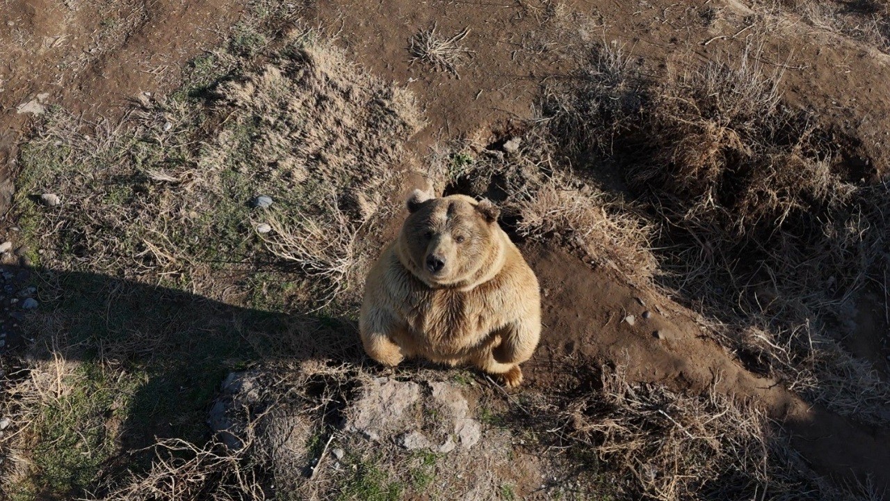 Ayıların dronla eğlenceli anları