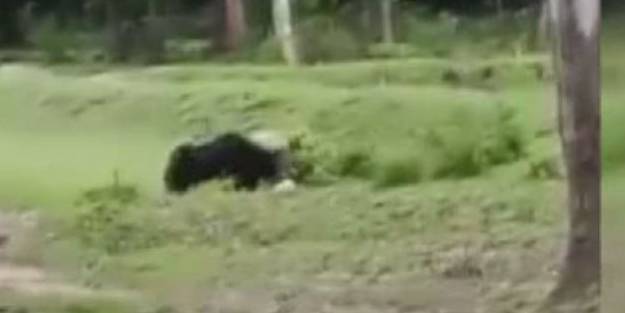 Ayıların futbol topuyla oynadığı anlar sosyal medyada viral oldu!