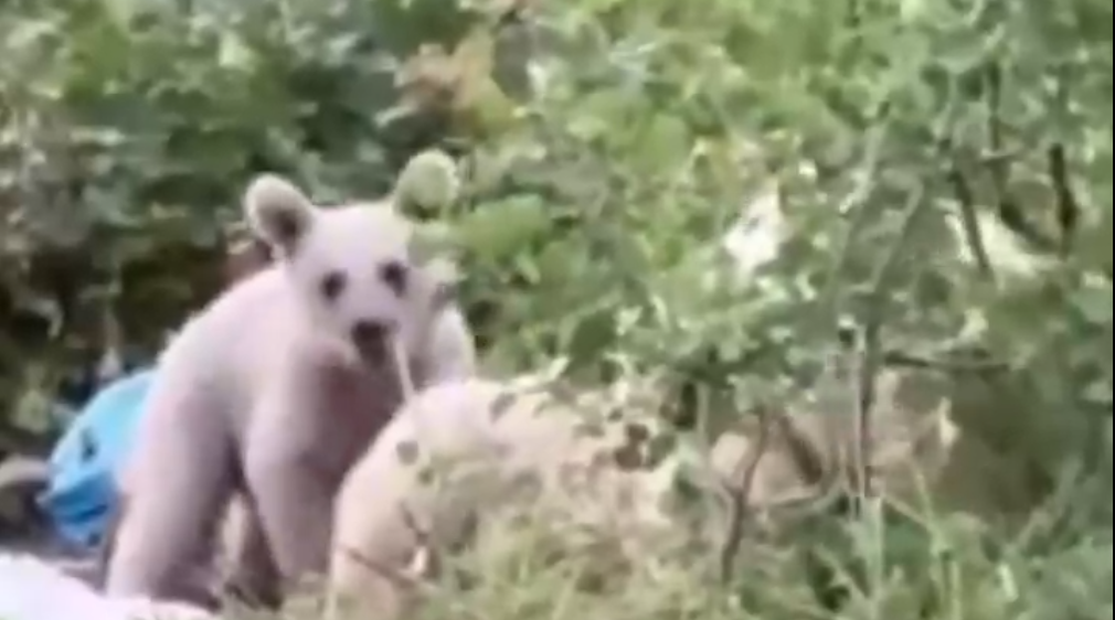 Ayıların sofrayı bastığı anlar kamerada