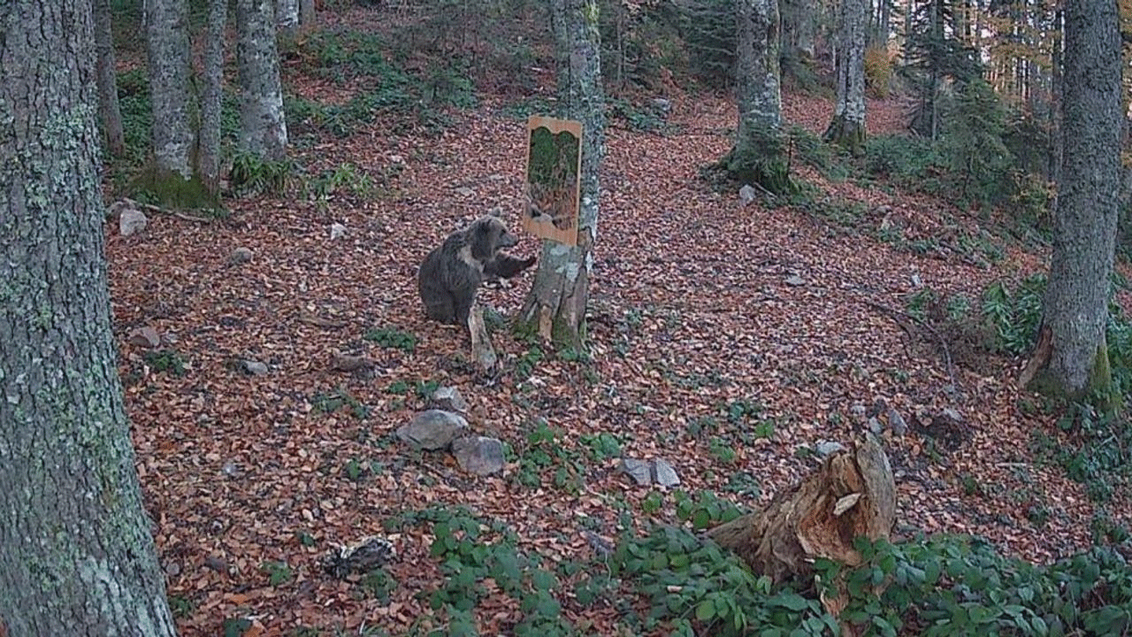 Ayının ayna ile imtihanı fotokapana takıldı