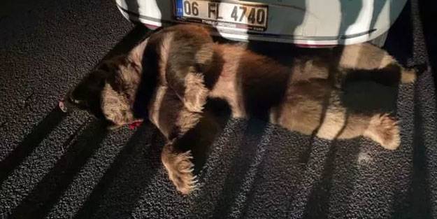 Ayıya otomobil çarptı