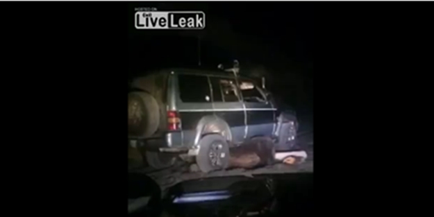 Ayıya öyle bir işkence yaptılar ki... - VIDEO