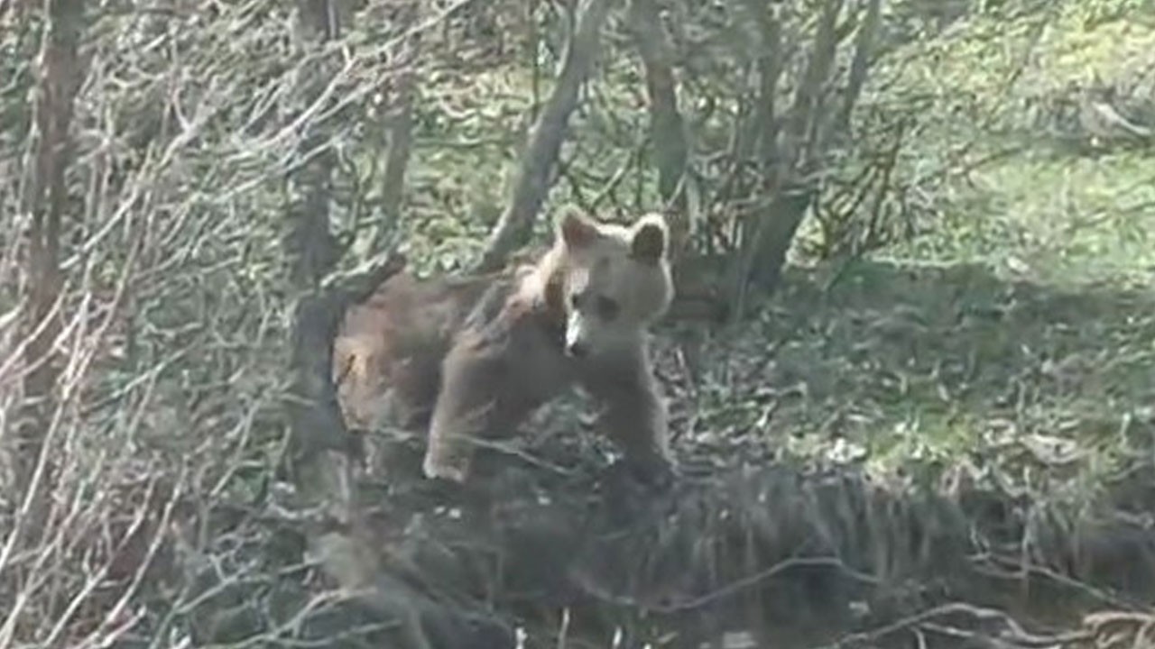  Otomobil kornasıyla ayının dikkatini çekmeye çalıştı
