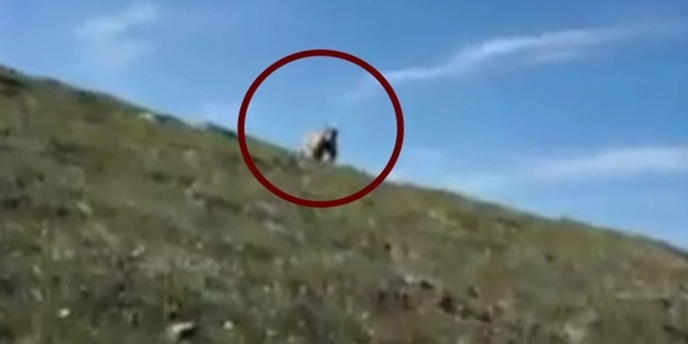 Ayıyla karşılaşsaydınız ne yapardınız?