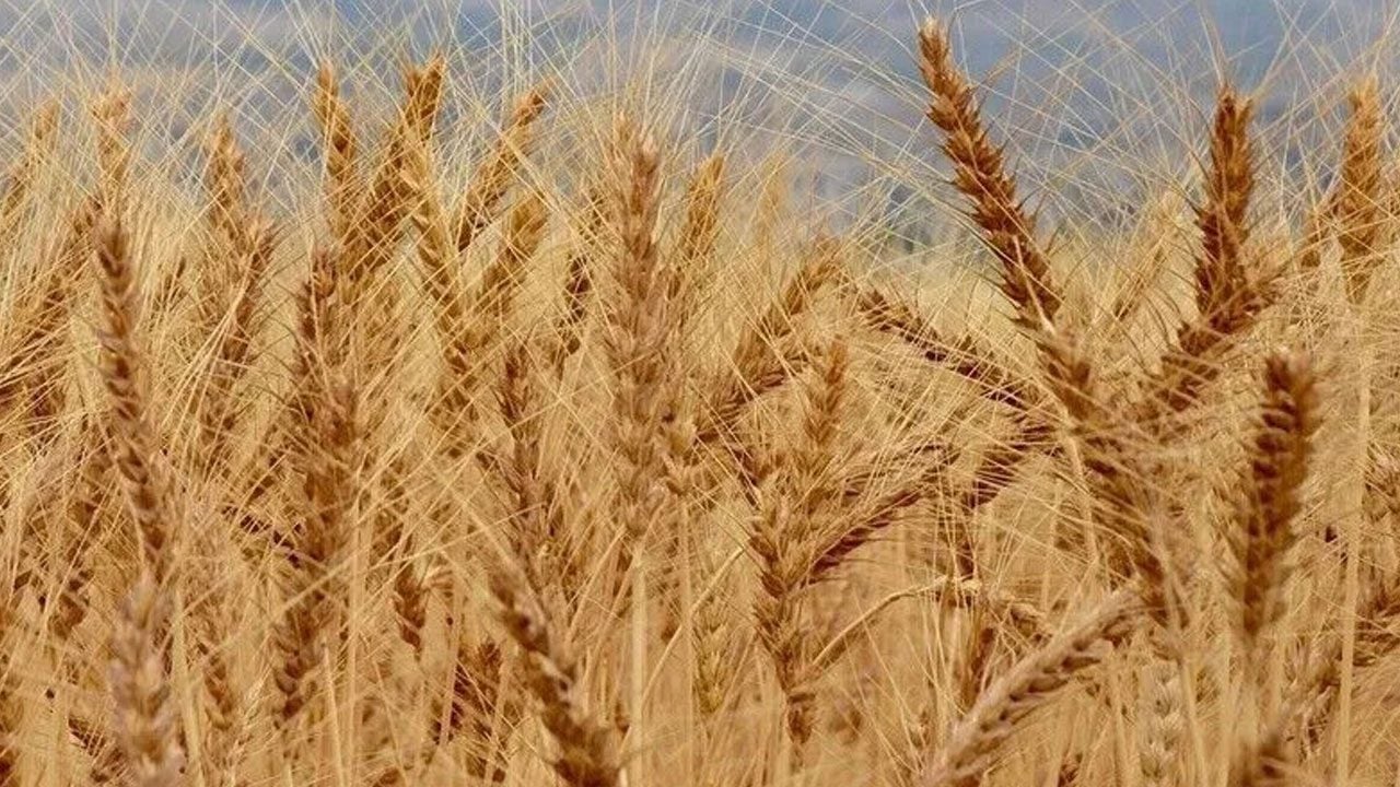 Aylar sonra bir ilk! Buğday fiyatlarında sert düşüş