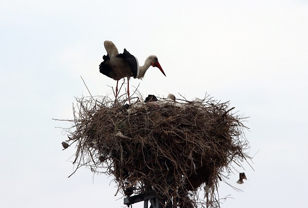 Aylar sonra yuvalarına geri döndüler!