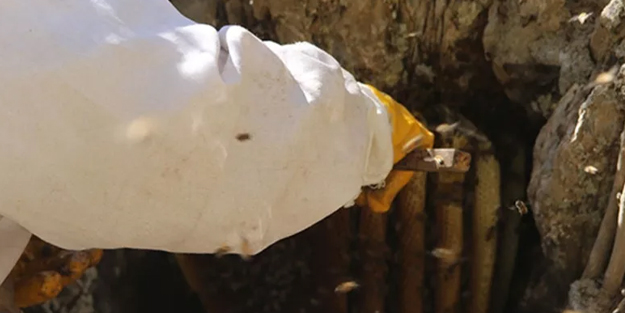 Aylarca başında nöbet tutuyor! Kilosu 2 bin 500 TL! Yalnızca 40 kilogram üretiliyor