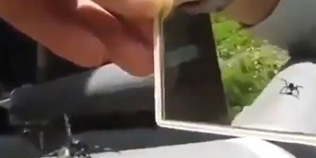 Aynada kendini gören örümceğin verdiği tepki! İzlenme rekoru kırdı