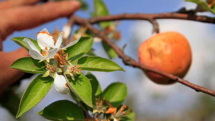Aynı ağaçta hem meyve hem de çiçek var