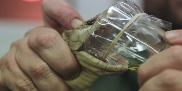 Aynı anda 20 insanı öldürebilen yılandan çıkarılan zehir şok etti!