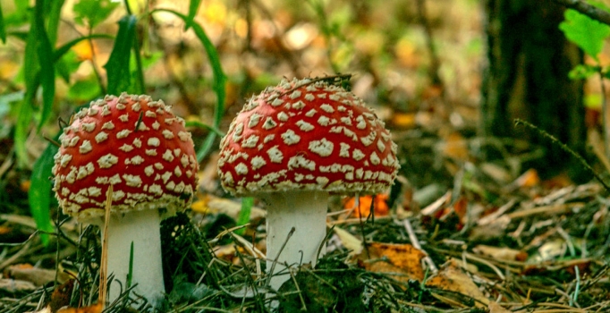 Aynı köyden 8 kişi mantardan zehirlendi