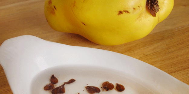 Ayva yiyenler dikkat! Çekirdeğini böyle yerseniz...