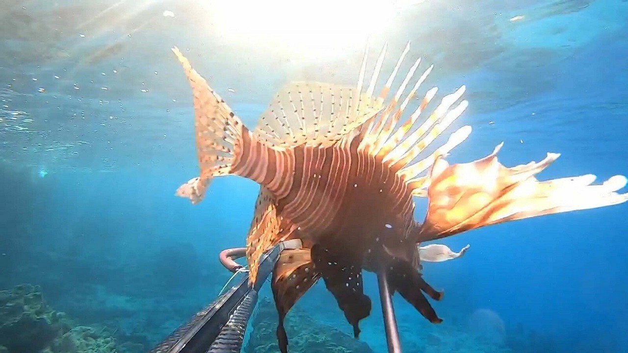 Ayvalık açıklarında ilk kez görüntülendi!