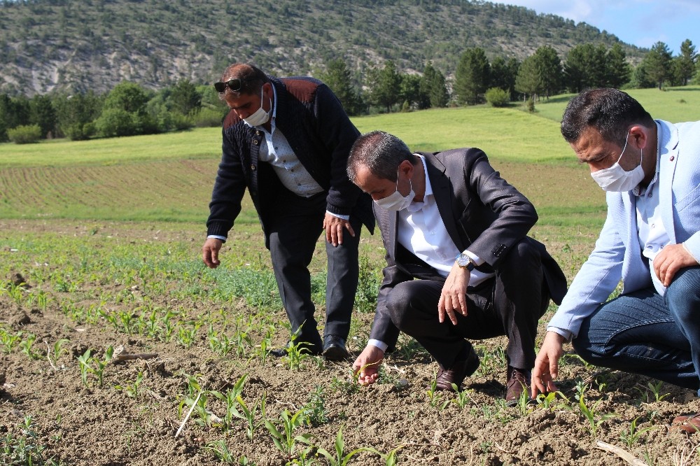 Ayvalık, Ovacık’taki tarlalarda incelemelerde bulundu 