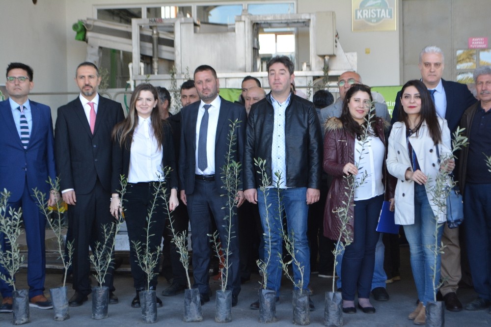 Ayvalıklı zeytin üreticisine 15 bin fidan desteği 