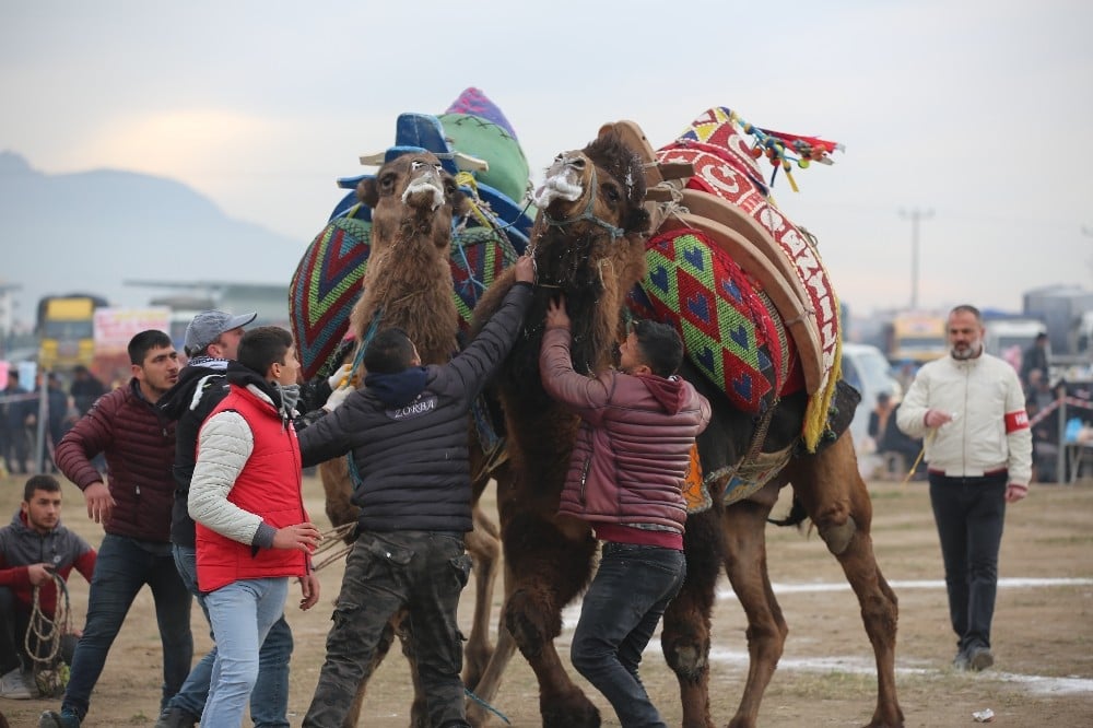 Ayvalık’ta deve güreşleri piknik coşkusunda yapıldı 