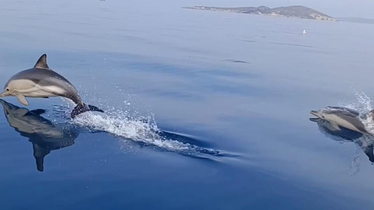 Ayvalık’ta eğlendiren görüntüler! Yunuslar tekneyle yarıştı