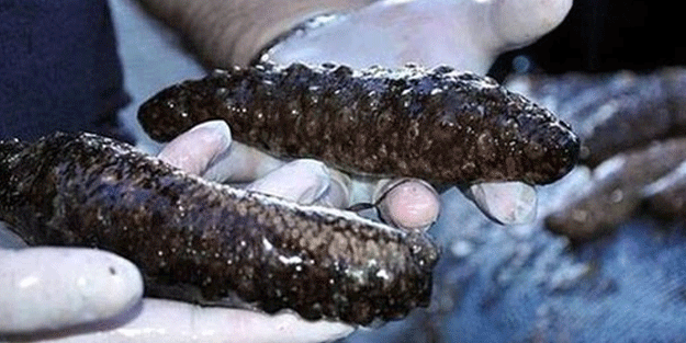 Balıkesir'de ele geçirildi! Tam 250 kilo