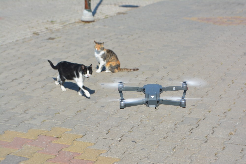 Ayvalık’ta meraklı kedilerin drone ilgisi 