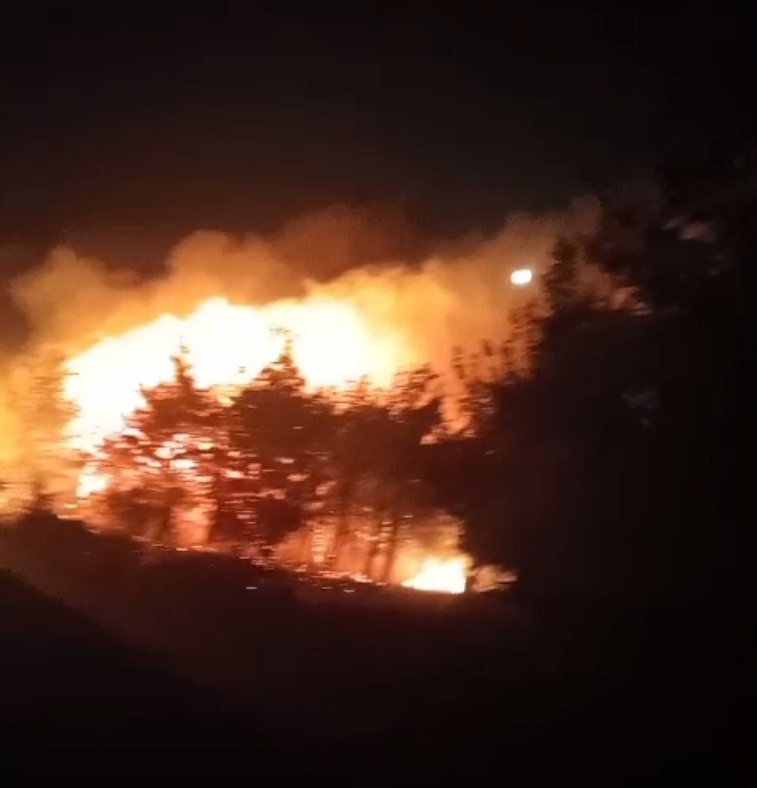 Ayvalık'ta orman yangını