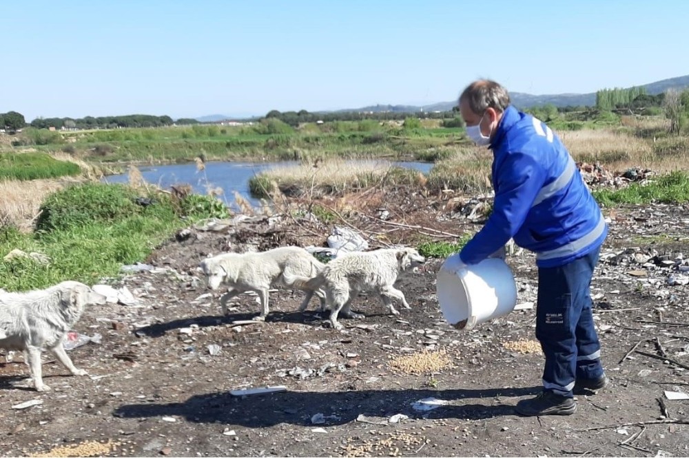 Ayvalık’ta sokak hayvanlarına 3 ton mama dağıtıldı 