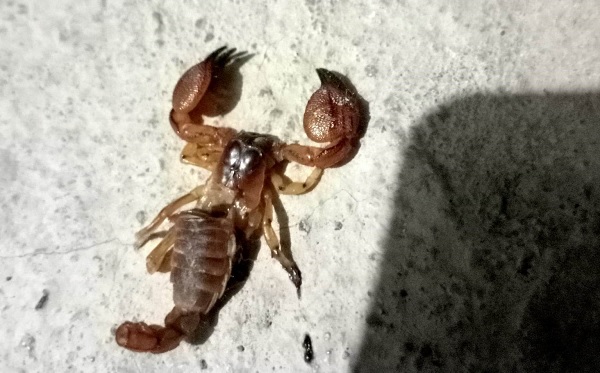 Az daha canından oluyordu! Ölü sandığı akrep kabusu oldu