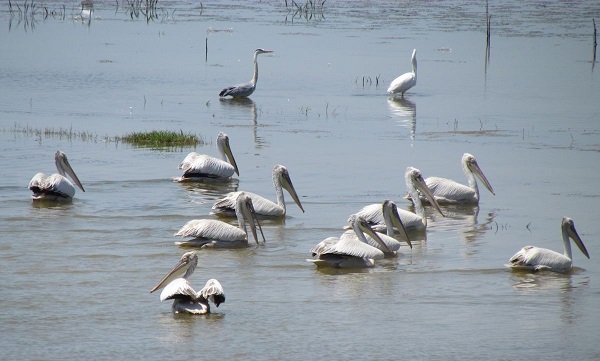 Azap Gölü yaban hayatına kucak açıyor
