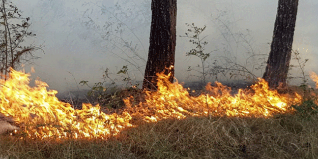Azerbaycan'da orman yangını