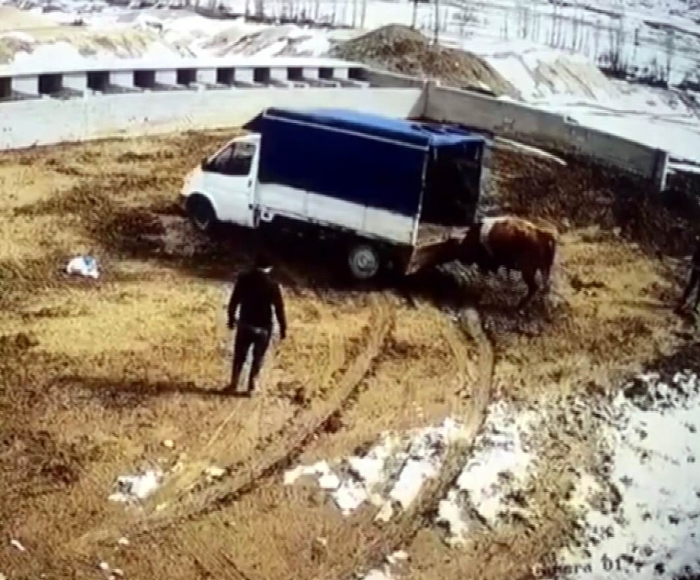 Azgın boğa önce aracı itti sonra sahiplerini kovaladı 