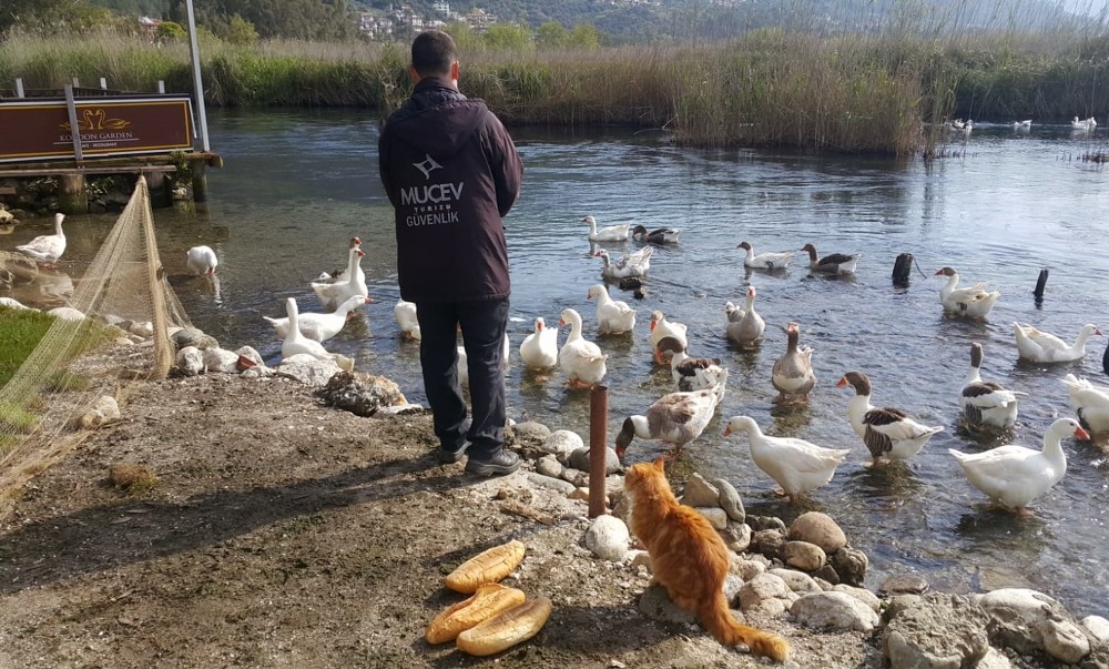 Azmağın sembolü Kazlar için seferber oldular 