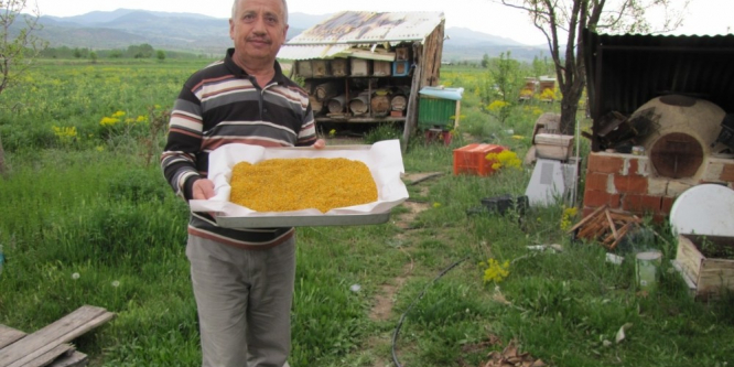 Hisarcık’ta uzun süren bahar polen üretimini arttırdı