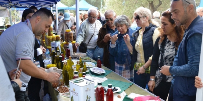 Zeytin hasadı törenle başladı