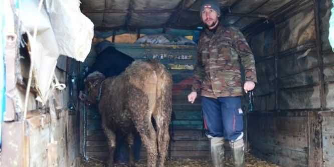 Köylülere 216 adet inek dağıtıldı