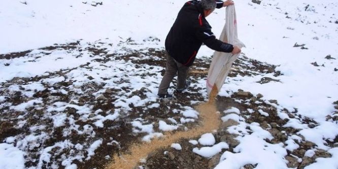 Yaban hayvanları için doğaya yem bırakıldı