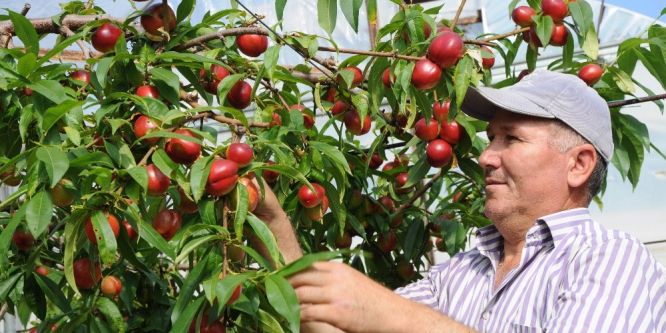Nektarin kızardıkça üreticisi güldü