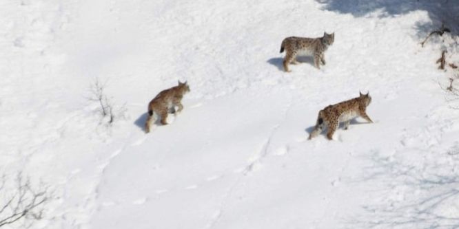 Bayburt'ta vaşak görüldü