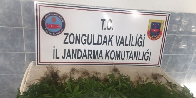 67 kök Hint keneviri ele geçirildi