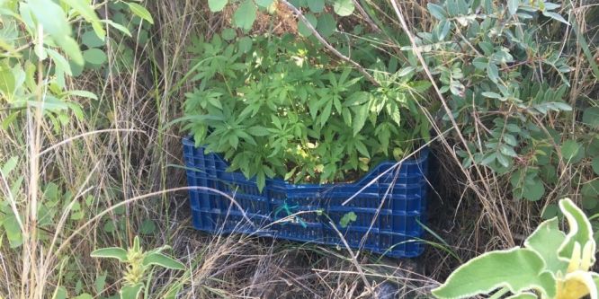 Alanya’da Hint keneviri operasyonu