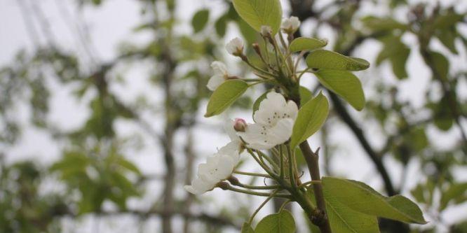 Bu sene meyve bolluğu yaşanacak