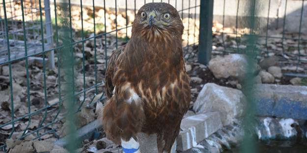 Bacağı kopan kızıl şahine kauçuk protez yapıldı