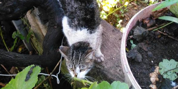 Bacağına demir çubuk saplanan kediyi itfaiye kurtardı