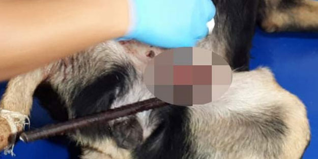 Bacağına demir saplanan köpek kurtarılamadı
